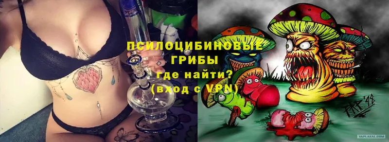 Псилоцибиновые грибы Cubensis  Балтийск 